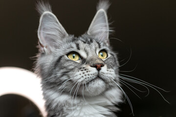 Portrait of a young charming Maine Coon cat with tassels on her ears. Close-up. Beautiful long-haired Maine Coon cat.