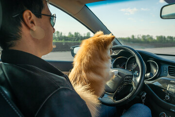 Carefree man driving car with his lap dog spitz in his lap, Road trip with pets