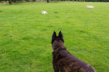 Rear view of large very alert brindle dog watching a sheep lying in field in the distance, beware of loose dogs where there are sheep in fields.