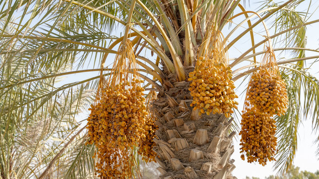 Ready to Ripe dates fruits on date tree. Tropical fruits of the middle east.