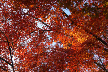 Autumn foliage view from below with deep, rich colors.