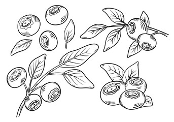 Blueberries. Blueberry berries with springs of leaves in hand-drawn style. Vector illustration