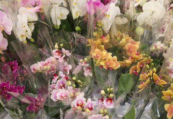 bunches of Orchid flowers for sale at florist