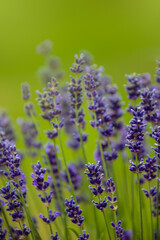 Selective focus Lavender flowers at sunset rays, Blooming Violet fragrant lavender flower summer landscape. Growing Lavender, harvest, perfume ingredient, aromatherapy. Lavender field lit by sunlight