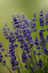 Selective focus Lavender flowers at sunset rays, Blooming Violet fragrant lavender flower summer landscape. Growing Lavender, harvest, perfume ingredient, aromatherapy. Lavender field lit by sunlight