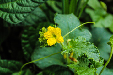 yellow flower in the garden