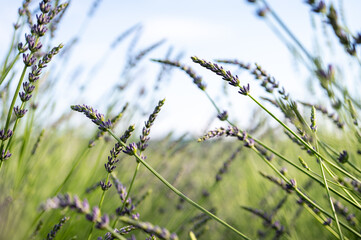 Lavender field in Ukraine. Lavender sprigs bloom beautifully in the sun