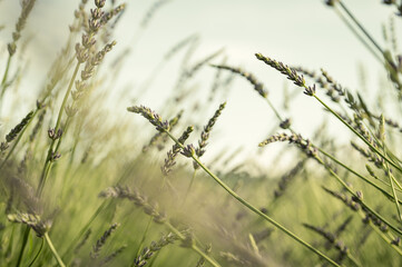 Lavender field in Ukraine. Lavender sprigs bloom beautifully in the sun
