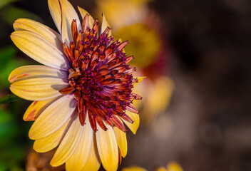 Sommerblumen-Makro