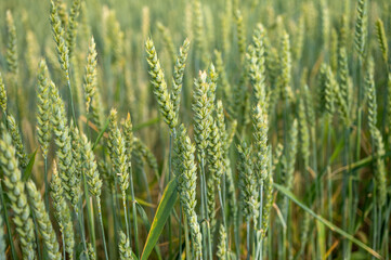 The unripe green wheat field under summer sunset sky with clouds. Focus on the foreground. Shallow depth of field