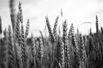 Fototapeta premium The unripe green wheat field under summer sunset sky with clouds. Focus on the foreground. Shallow depth of field, black and white photo