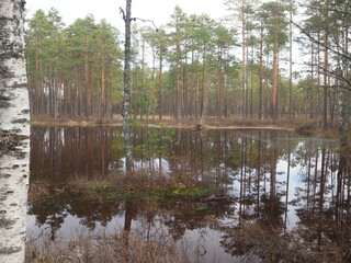 A swamp of Lahemaa National Park, Estonia