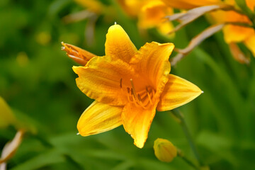 The flower of a yellow lily growing in a summer garden.