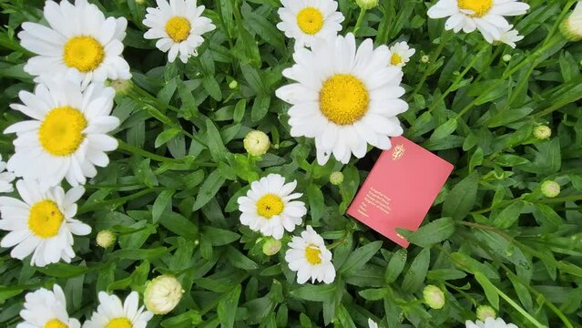 Norwegian passport in a bed of flowers. 