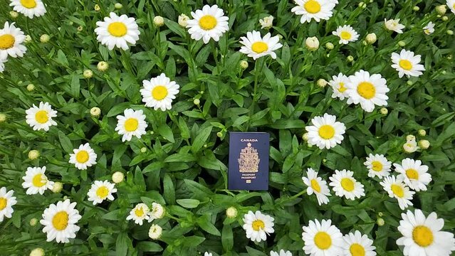 Canadian passport among daisies.
