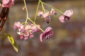 Close up of chocolate vine (akebia quinata) flowers in bloom