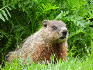 Naklejka na ściany i meble A groundhog in Fundy National Park