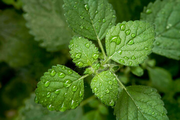 Image of mint leaves after rain. Background