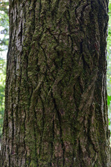 Obraz premium bark of a tree