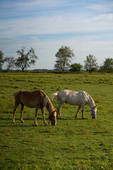 Obraz na płótnie Canvas Two horses, brown and white, grazing together in a green pasture | Amish country, Ohio