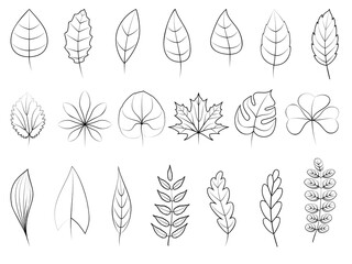 Leaves icons set. Line black vector botanical elements. Beautiful isolated greens leaf. Organic object for frame, border, ornament divider. Great for greeting card. Silhouet eco collection.