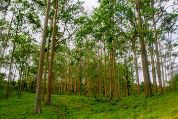 Fototapeta premium Composición natural, árboles de eucalipto