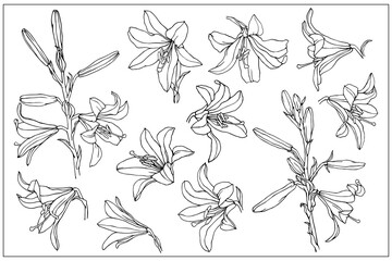 Linear sketches of flowers and buds of lilies. Vector graphics.