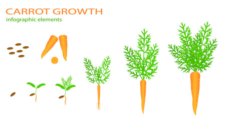 Growth stages of carrot plant. Vector illustration. Cucumis melo. Melon cantaloupe life cycle. On white background.