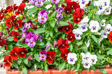 Viola plant with multicolor flowers growing outdoors. Viola, Common Violet, Viola tricolor .