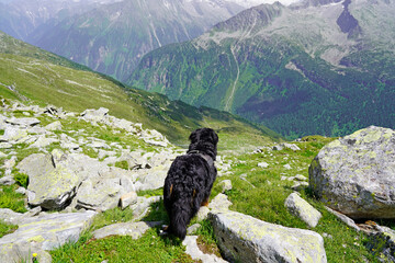 Bernese Mountain Dog on the mountain, looking at the view 