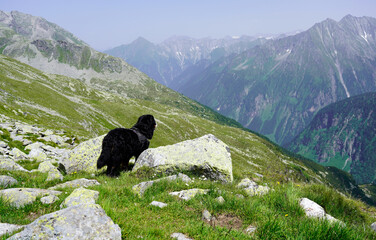 Bernese Mountain Dog on the mountain, looking at the view