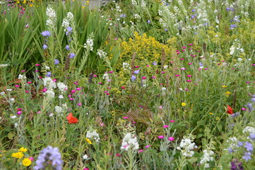 Magnificent flower borders with lots of native wildflowers at 16th century Earlshall Castle, Leuchars, Fife, Scotland, July 2022, Open Gardens