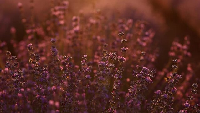 close up of bushes lavender blooming scented fields on sunset. lavender purple aromatic flowers at lavender fields of the French Provence near Paris