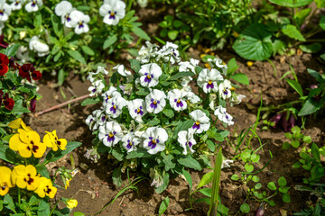 Viola plant with multicolor flowers growing outdoors. Viola, Common Violet, Viola tricolor .