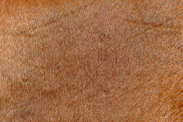 chestnut horse skin texture background, copy space 