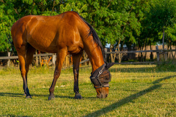 Chestnut horse on meadow wearing anti mosquito net mask, annoying flies on a horse, insect...