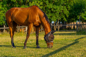 Chestnut horse on meadow wearing anti mosquito net mask, annoying flies on a horse, insect protection, Slovakia, Europe © fotomolka
