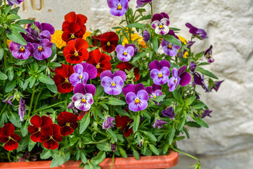 Viola plant with multicolor flowers growing outdoors. Viola, Common Violet, Viola tricolor .