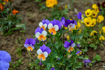 Viola plant with multicolor flowers growing outdoors. Viola, Common Violet, Viola tricolor .