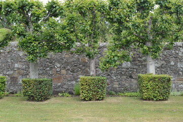 Details of the Lime Avenue with square skirted bases to each tree at 16th century Earlshall Castle, Leuchars, Fife, Scotland, July 2022, Open Gardens