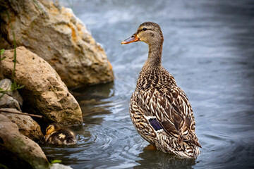 mallard duck on the water with her baby