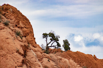 Tilted tree