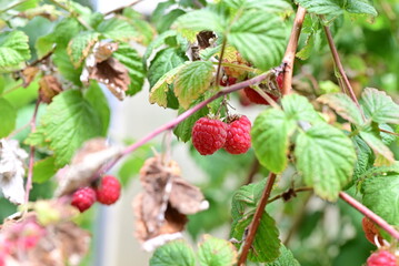 Ripe rashberries on the bush with a various of focus