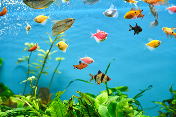 Fototapeta na wymiar Colorful exotic fish swimming in deep blue water aquarium with green tropical plants