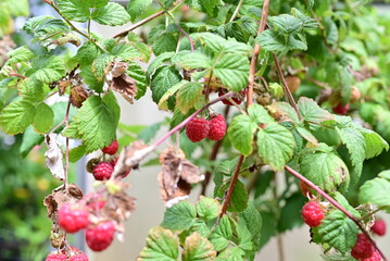 Ripe rashberries on the bush with a various of focus