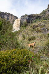 Naklejka na ściany i meble dog in front of waterfall