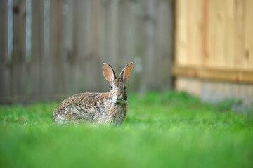 Grey small hare eating grass on summer field. Wild rabbit in nature
