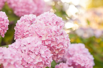 Fototapeta premium close up of pink hydrangea