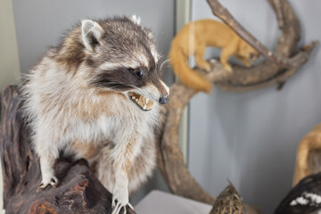 Raccoon taxidermy animal specimen standing mount. Medium shot.