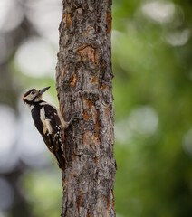 woodpecker on tree